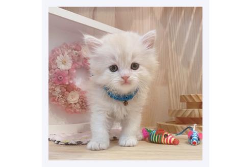 成約済の長野県のミヌエット-32211の5枚目