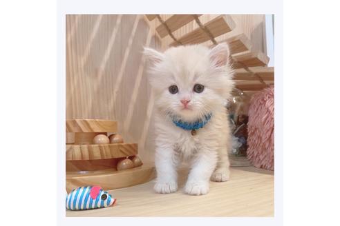 成約済の長野県のミヌエット-32211の2枚目