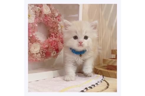 成約済の長野県のミヌエット-32211の3枚目