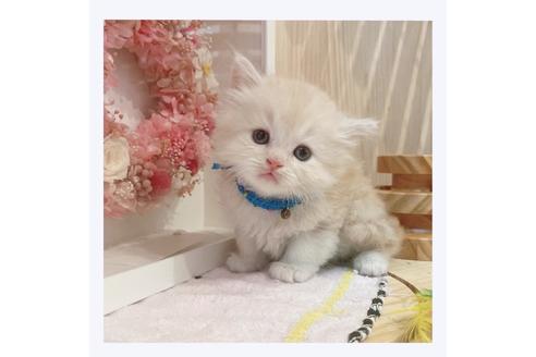 成約済の長野県のミヌエット-32211の1枚目