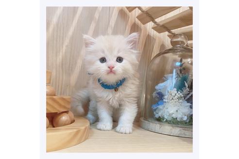 成約済の長野県のミヌエット-32211の4枚目