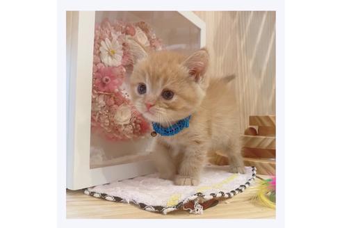 成約済の長野県のマンチカン-32215の4枚目