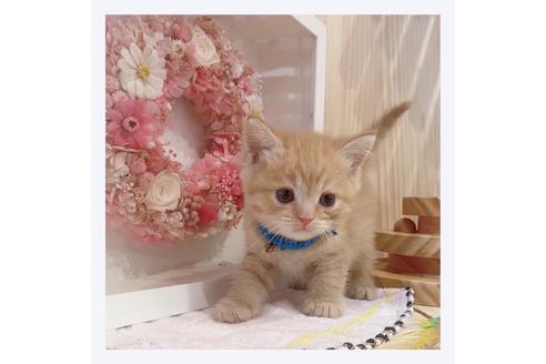 成約済の長野県のマンチカン-32215の3枚目