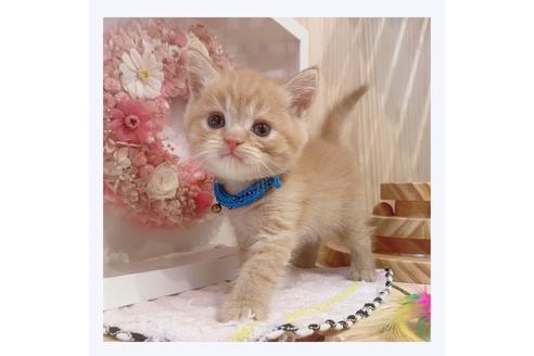 成約済の長野県のマンチカン-32215の5枚目