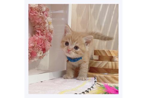 成約済の長野県のマンチカン-32215の1枚目