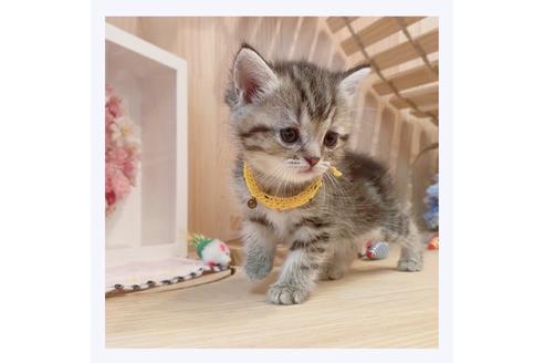 成約済の長野県のマンチカン-32221の2枚目