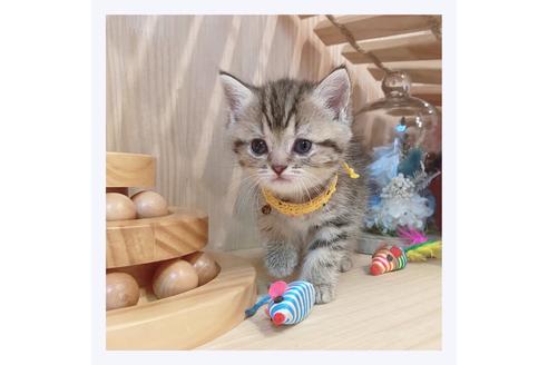 成約済の長野県のマンチカン-32221の3枚目