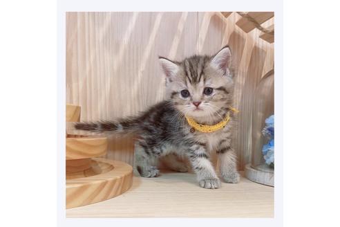 成約済の長野県のマンチカン-32221の5枚目