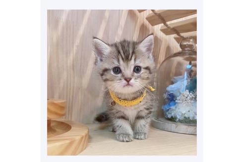 成約済の長野県のマンチカン-32221