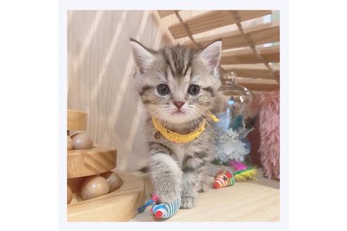 成約済の長野県のマンチカン-32221の4枚目