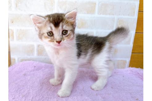 成約済の東京都のマンチカン-32242の1枚目