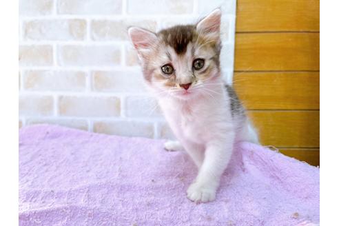 成約済の東京都のマンチカン-32242の5枚目