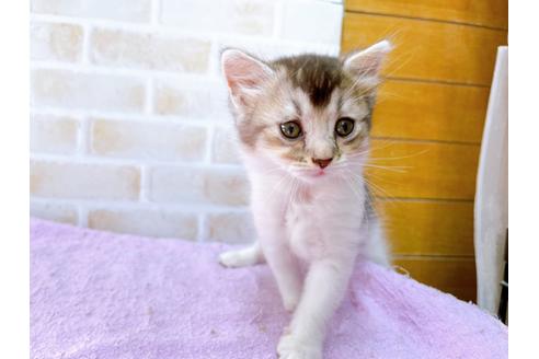 成約済の東京都のマンチカン-32242の4枚目