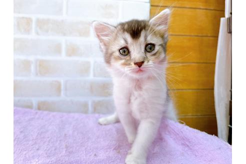 成約済の東京都のマンチカン-32242の2枚目