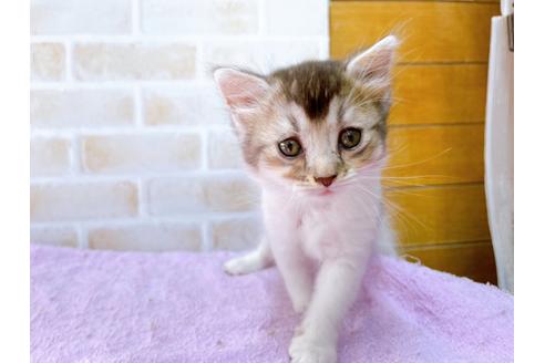 成約済の東京都のマンチカン-32242の3枚目