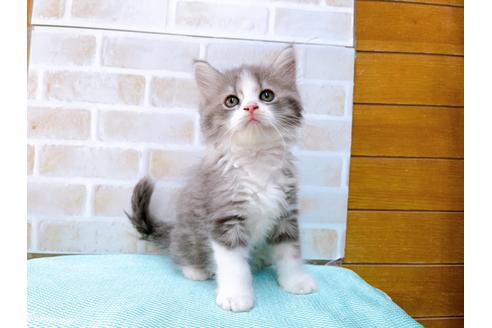 成約済の東京都のアメリカンカール-33121の1枚目