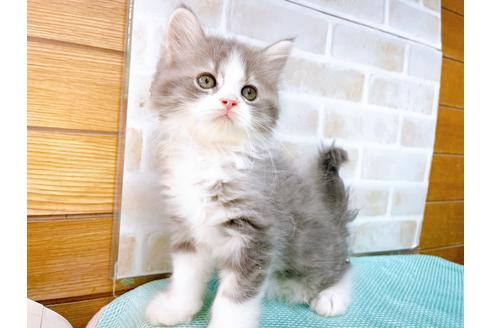 成約済の東京都のアメリカンカール-33121の7枚目