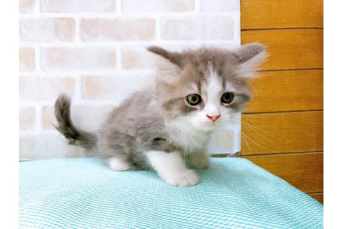 成約済の東京都のアメリカンカール-33121の6枚目