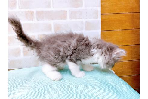 成約済の東京都のアメリカンカール-33121の2枚目