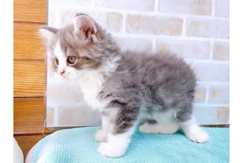 成約済の東京都のアメリカンカール-33121の3枚目