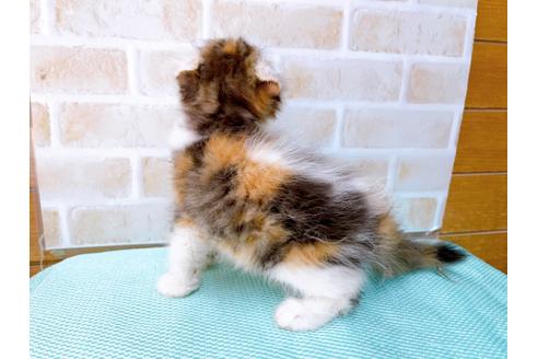 成約済の東京都のアメリカンカール-32241の5枚目