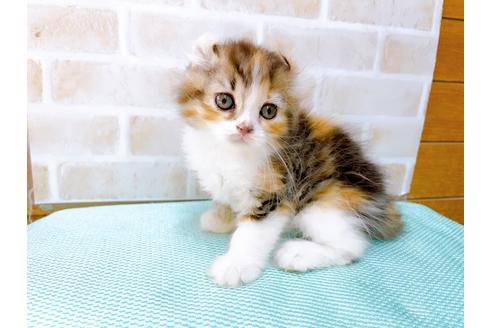 成約済の東京都のアメリカンカール-32241の3枚目