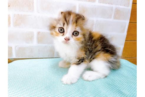 成約済の東京都のアメリカンカール-32241