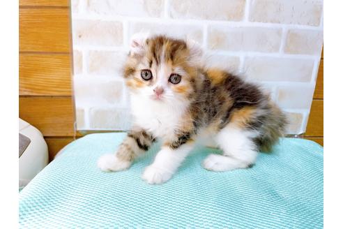 成約済の東京都のアメリカンカール-32241の4枚目