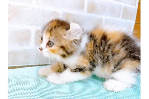 成約済の東京都のアメリカンカール-32241の2枚目