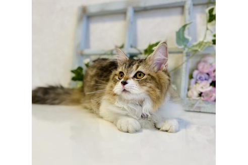 成約済の大阪府のラガマフィン-24537の3枚目