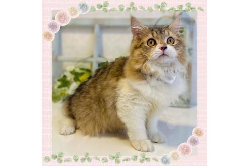 成約済の大阪府のラガマフィン-24537の1枚目