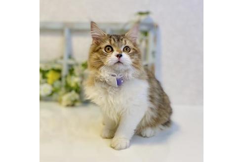 成約済の大阪府のラガマフィン-24537の4枚目