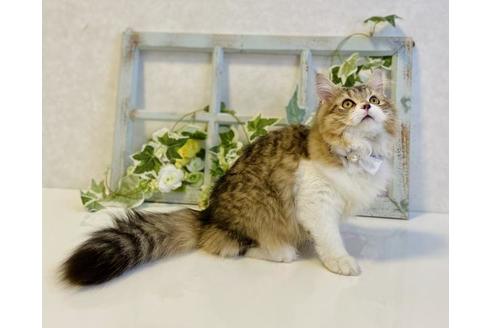 成約済の大阪府のラガマフィン-24537の5枚目