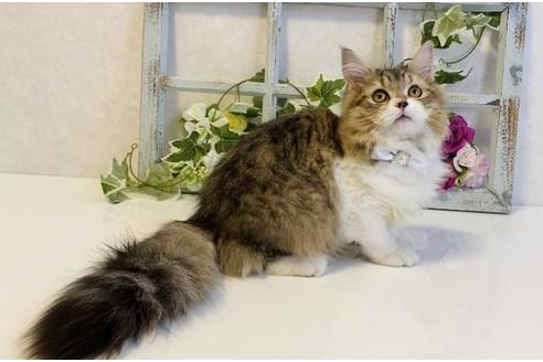 成約済の大阪府のラガマフィン-24537の2枚目