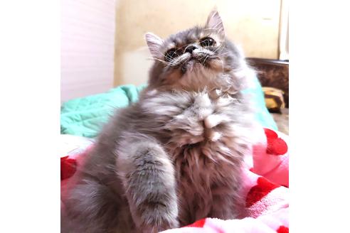 成約済の愛知県のペルシャ-28887の4枚目