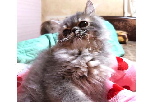 成約済の愛知県のペルシャ-28887の1枚目