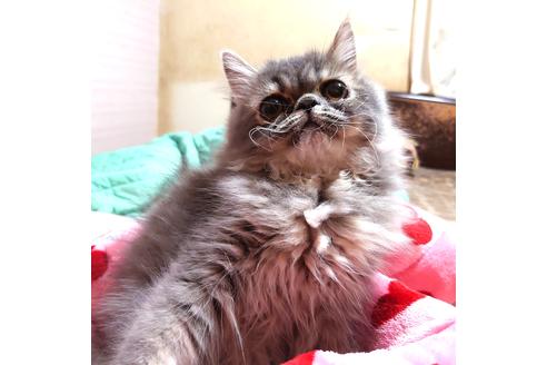 成約済の愛知県のペルシャ-28887の3枚目