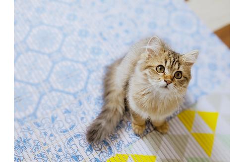 千葉県のラガマフィン 女の子 22 04 13生まれ お人形さんみたい キュートガール ブラウンタビー 子猫id 子猫ブリーダーナビ