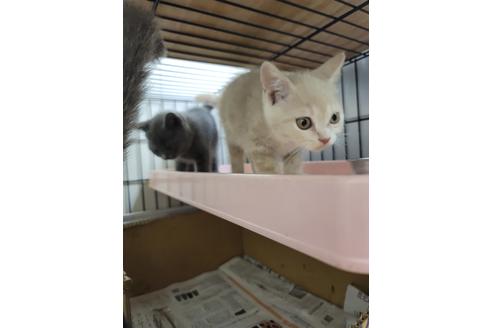 成約済の千葉県のブリティッシュショートヘア-29678の4枚目