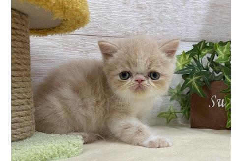 成約済の山梨県のエキゾチックショートヘア-32342の4枚目