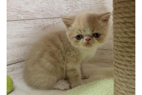 成約済の山梨県のエキゾチックショートヘア-32342の3枚目