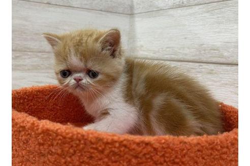 成約済の山梨県のエキゾチックショートヘア-32343の3枚目
