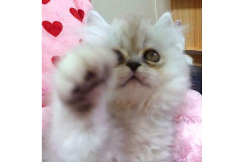 成約済の愛知県のペルシャ-32344の4枚目