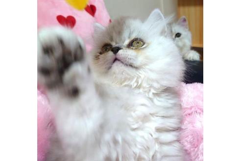 成約済の愛知県のペルシャ-32344の5枚目