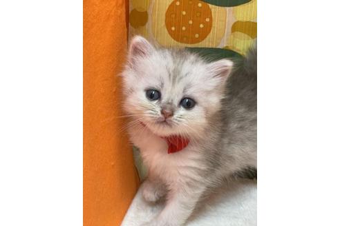 鳥取県のミヌエット 女の子 22 07 11生まれ ずっと見ていたい可愛いらしさ 子猫id 子猫ブリーダーナビ