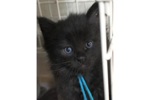 成約済の茨城県のノルウェージャンフォレストキャット-32600の1枚目