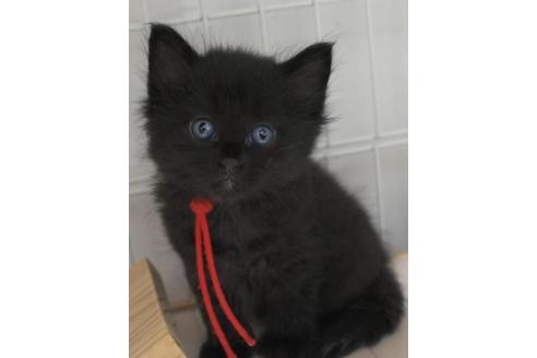 成約済の茨城県のノルウェージャンフォレストキャット-32601の6枚目