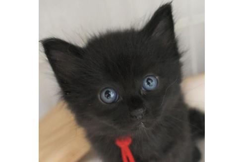 成約済の茨城県のノルウェージャンフォレストキャット-32601の7枚目