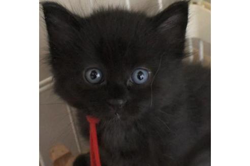 成約済の茨城県のノルウェージャンフォレストキャット-32601の8枚目