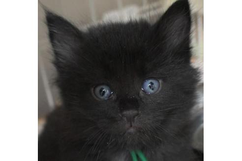 成約済の茨城県のノルウェージャンフォレストキャット-32602の5枚目